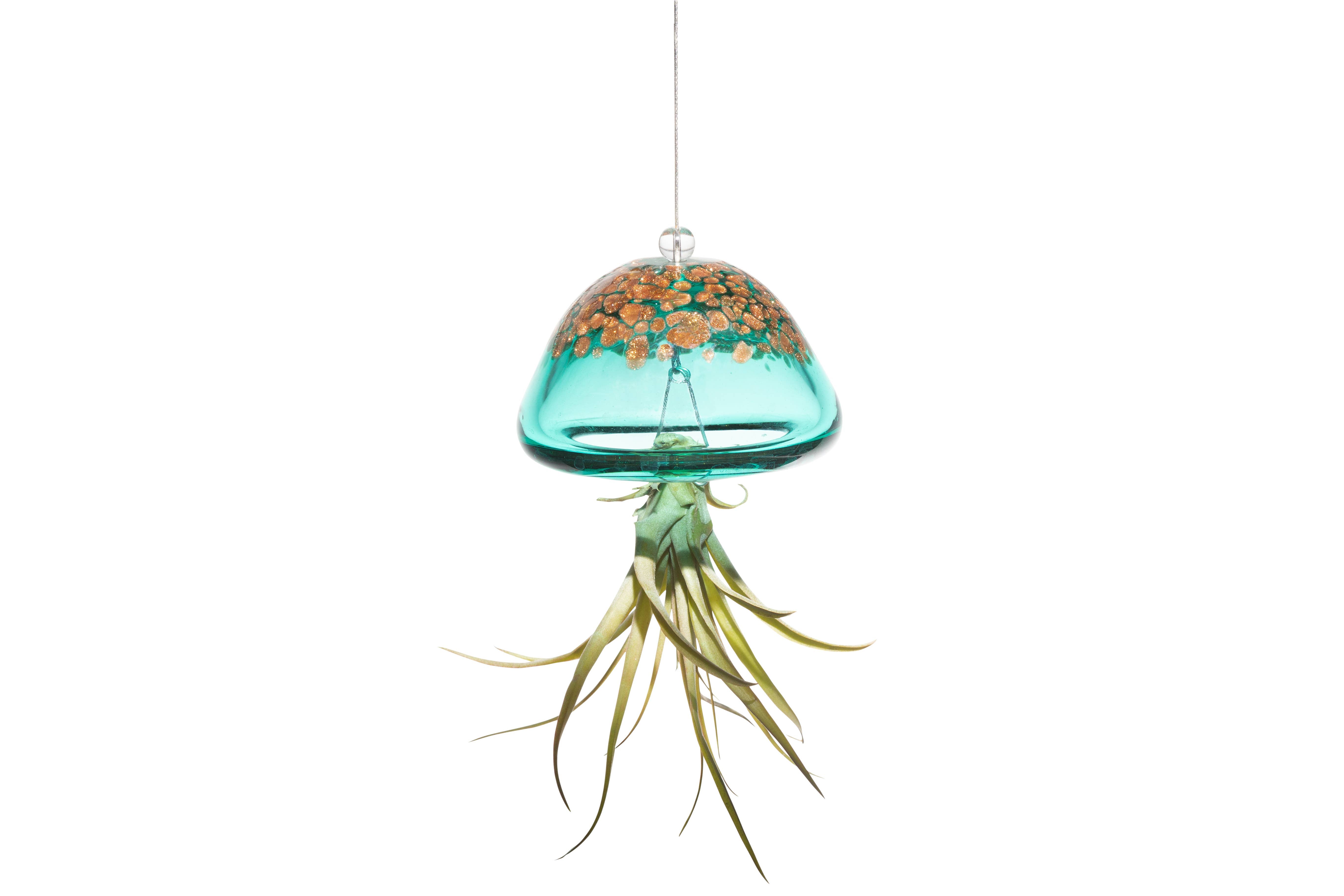 jellyfish plant hanger ApricotMint