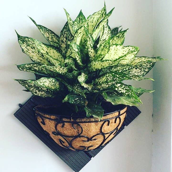 aglaonema hanging basket Coucou Bamboo