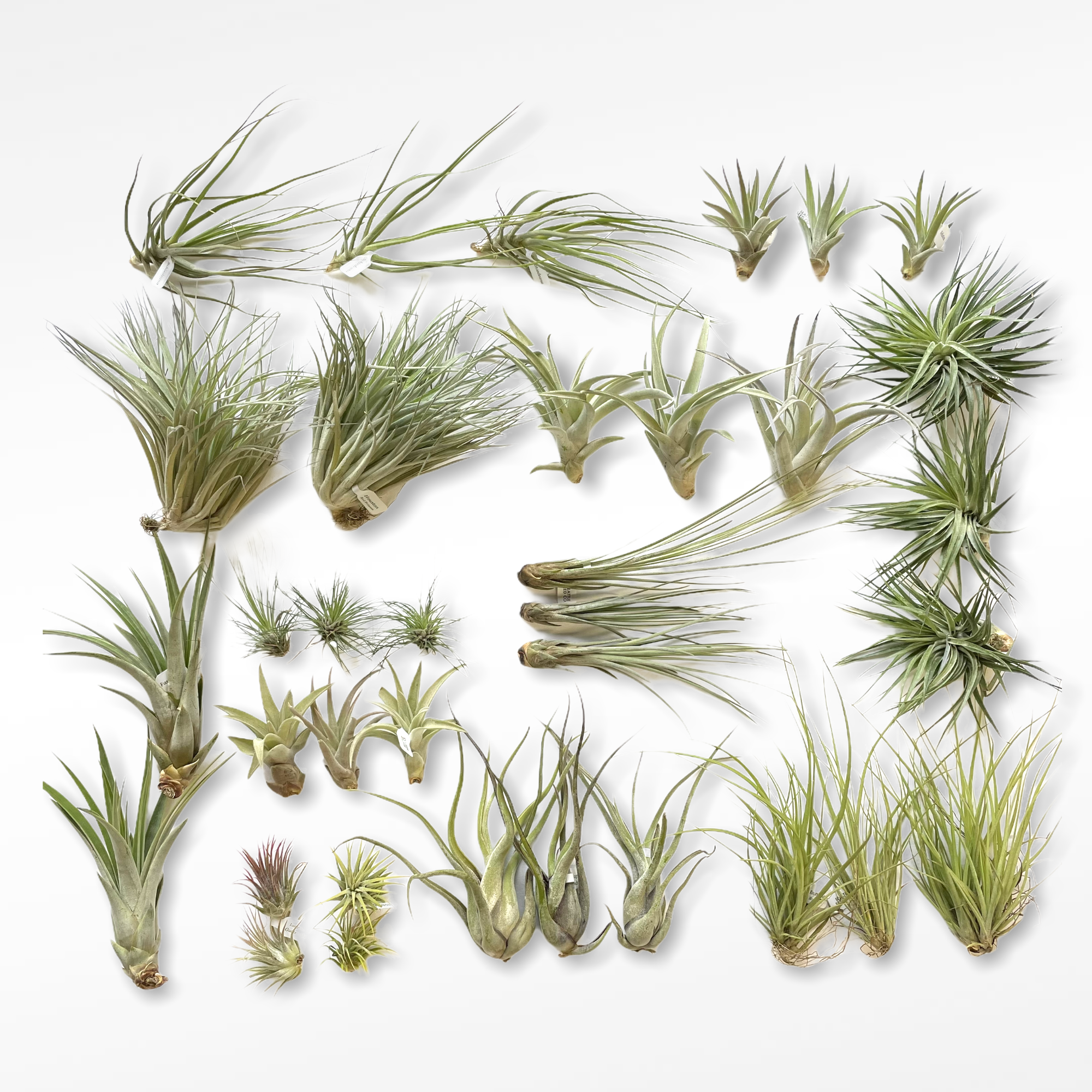 air plants seattle Seattle Seed Co